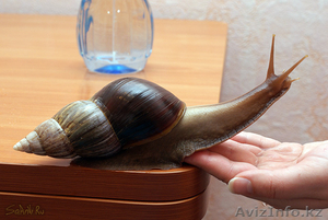 Продам улитку Ахатину #85992