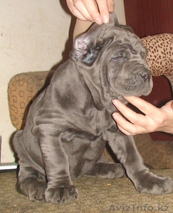 щенки мастино-наполетано #80150