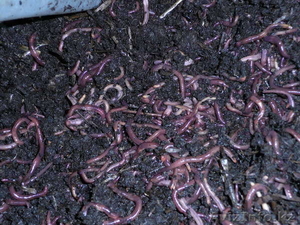 Красный Калифорнийский червь #82486