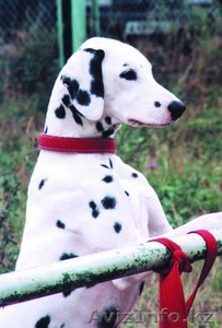для вязки далматинца (Сучка)   #78096
