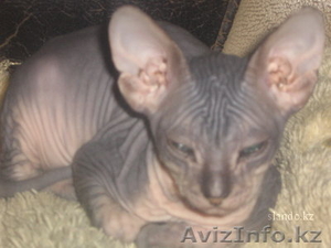 продам канадского сфинкса #82663