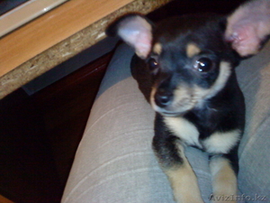 щенок той-терьера #82494