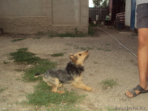 Щенок ягдтерьера #81470