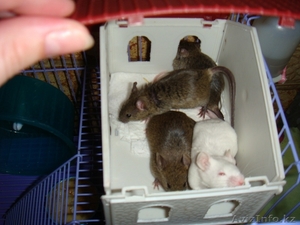 отдам мышат 2-3 мес #75530