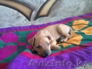 продам американского стаффордширского терьера  #77021