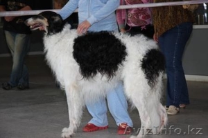 Настоящие аристократы собачьего мира-русская борзая. #78349