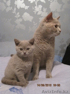 СУПЕР   БРИТАНСКИЕ КОТЯТА #81962