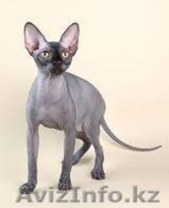 куплю, приму в дар котёнка сфинкса любого вида. #81886