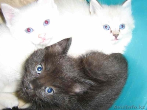 Отдам котят в хорошие руки!!! К туалету приучены,  аккуратные. #74553