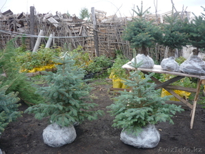 Посадочный материал,  саженцы #84723