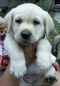 Лабрадор ретривер #74654