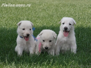 Щенки белой швейцарской овчарки (БШО) #74466