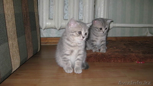 британские котята клубные с родословной #83519