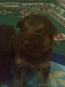 продам красивых щеночков немецкой овчарки #95333