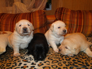 щенки лабрадора ретривера в Алматы #92913