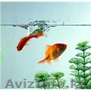 Работа дома, интернет #88493