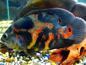 аквариумные рыбки #91041