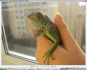 Срочно продам игуану #95010