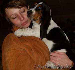 щенки бассет-хаунда #94812