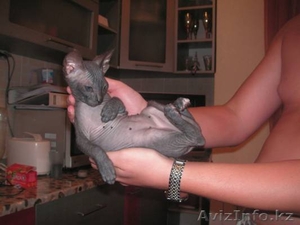 Донской сфинксhttp://astana.avizinfo.kz/ru-i-add-i-category-i-vsjakaja-vsjachina #93877