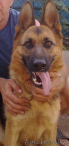 щенки-красавцы немецкой овчарки #94931