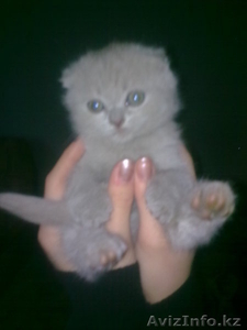 Британская веслоухая кошечка #102346