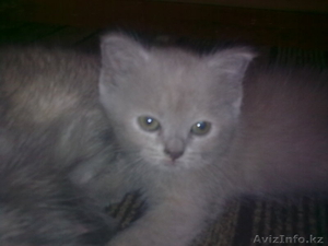 Британские лиловые котята #100046