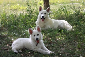 Щенки белой швейцарской овчарки #88040