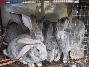 Кролики великаны мясной породы #93705