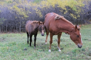 Продам лошадей в Алмате #97592