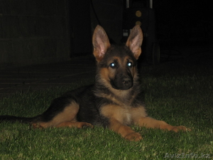 продам благороднейших щенков немецкой овчарки #94661