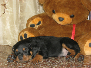 щенок ротвейлера 3 мес #88214