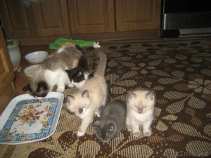 Котята! Заберите нас к себе! мы ждем ! #98660