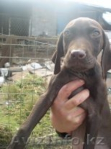 щенки курцхаара от призера выставок #97968