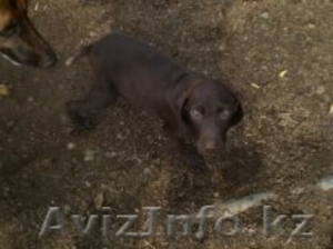 продажа щенков курцхаара от призера #93314