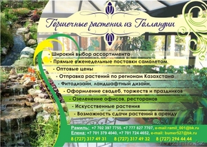 Горшечные растения из Голландии #98445