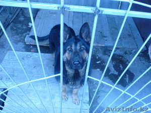 продам щеночков немецкой овчарки #95328
