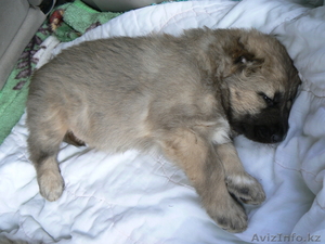 Кавказкие овчарки #94971