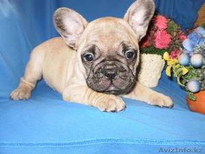 Очаровательные бульдожки #97508