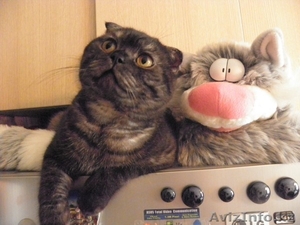 Ищем кошечку для вязки #93450