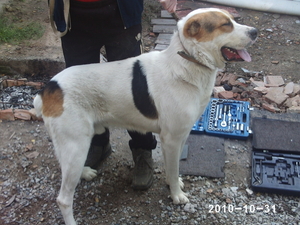  щенков азиатской овчари (алабай) #102308