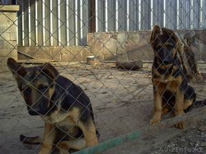 немецкие овчарята #102256