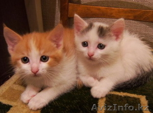 Игривые котята в хорошие руки #98532