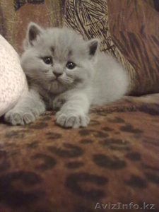 элитные британские котята #115376