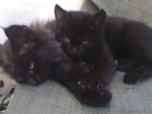 Надоел шорох грызунов по ночам???Позвоните!И у вас будут защитники! #104540