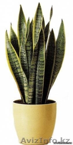 Куплю сансевиерию #113511