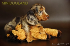 Щенки таксы г-ш и д-ш кроличьи и миниатюрные #105340