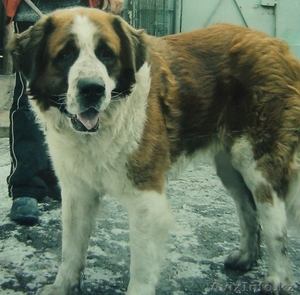 Продам щенков московской сторожевой овчарки НЕДОРОГО #116647