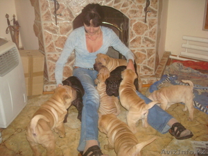 ШАРПЕЙ  продаются щенки #112881