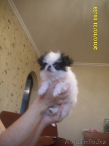 Светлана 221-71-38 8-701-758-68-18 #115231